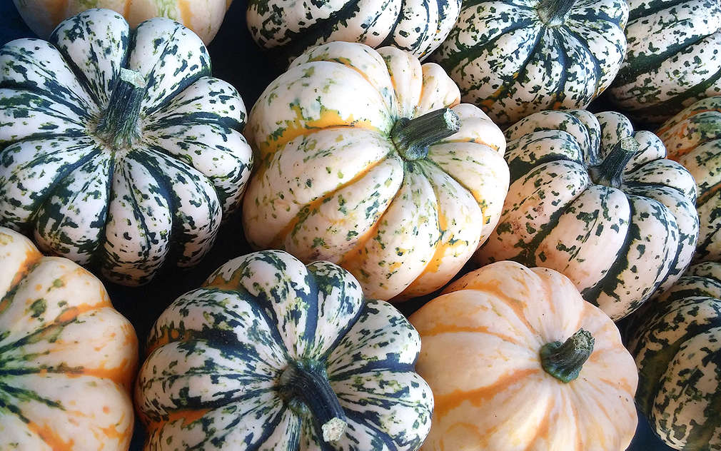 Odrůda dýně Sweet Dumpling zatím není moc známá