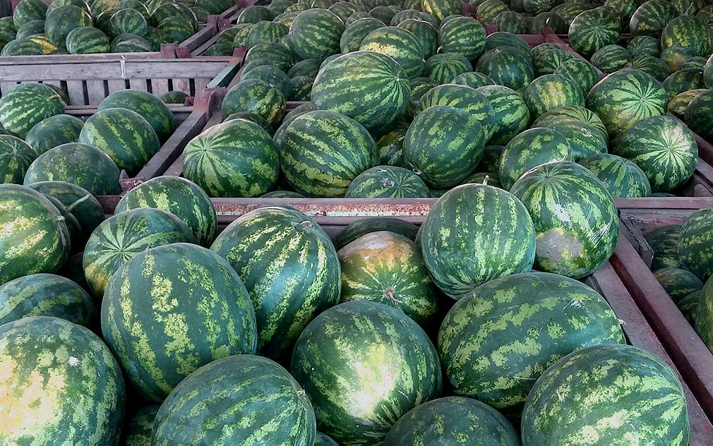 Vodní melouny se dají pěstovat i v Polabí