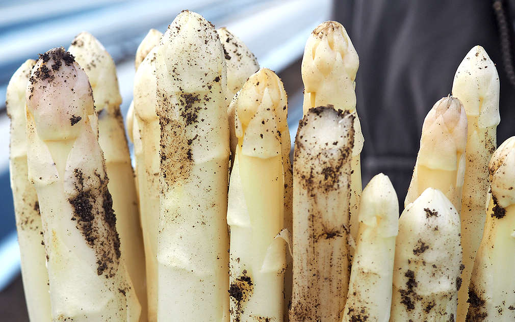 Bílý chřest je delikatesa