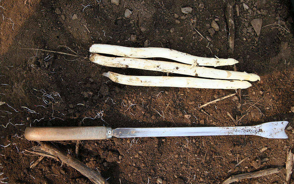 Každodenní sklizeň chřestu v Polabí