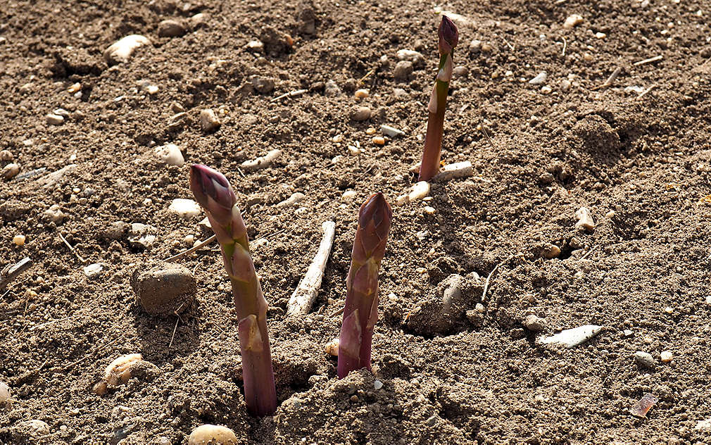 Chřest už vykukuje z hlíny