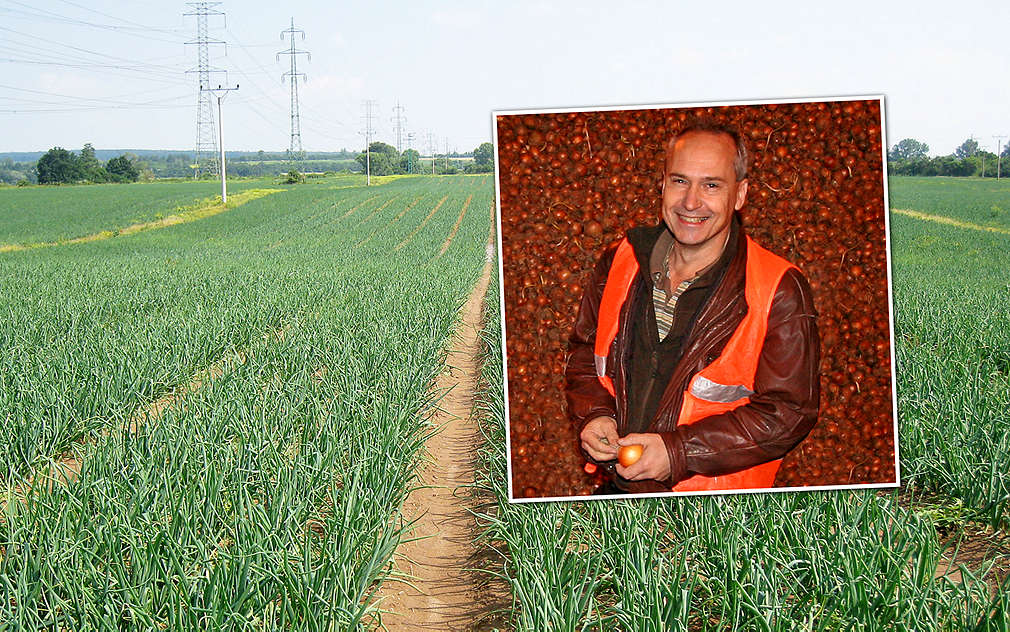 Pěstování cibule se věnuje firma Pěstitel Stratov