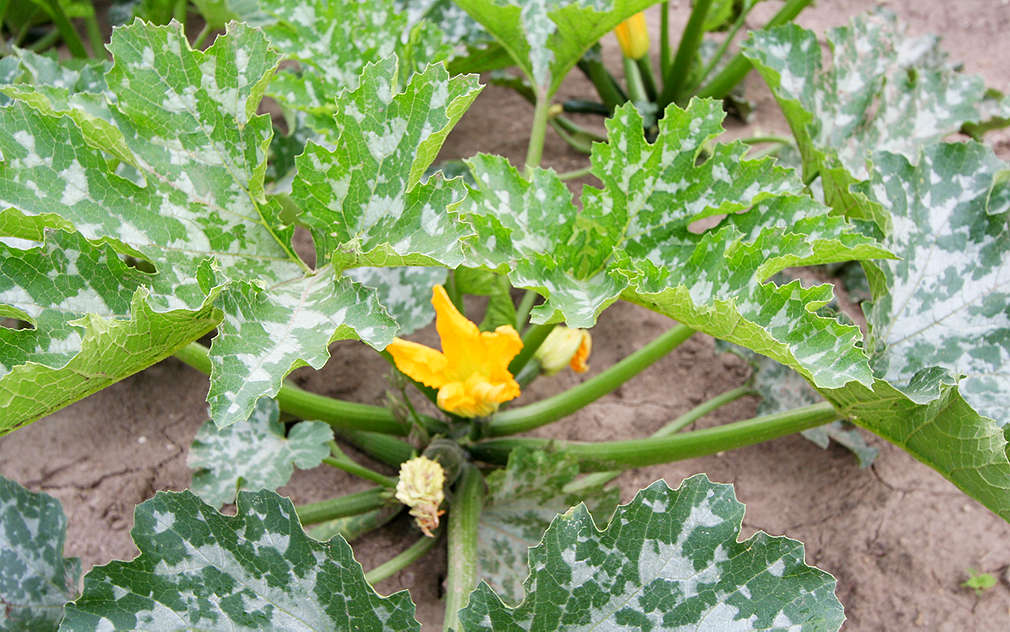 Krásné žluté květy jsou znamením úrody cuket