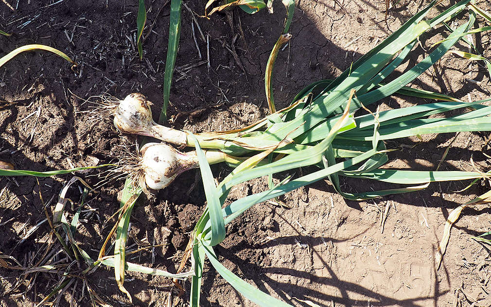 Čerstvě sklizený česnek