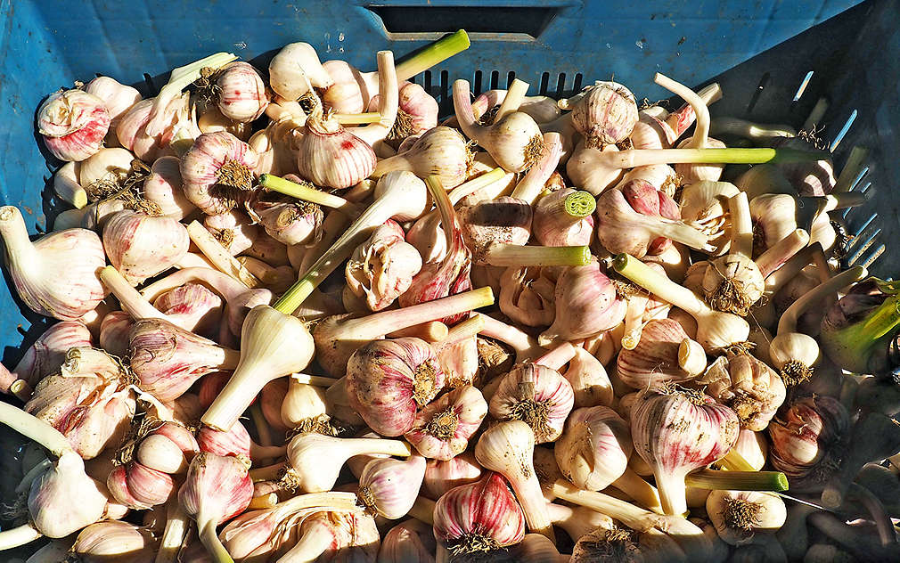 Farma Dryák dodává česnek klasický i uzený