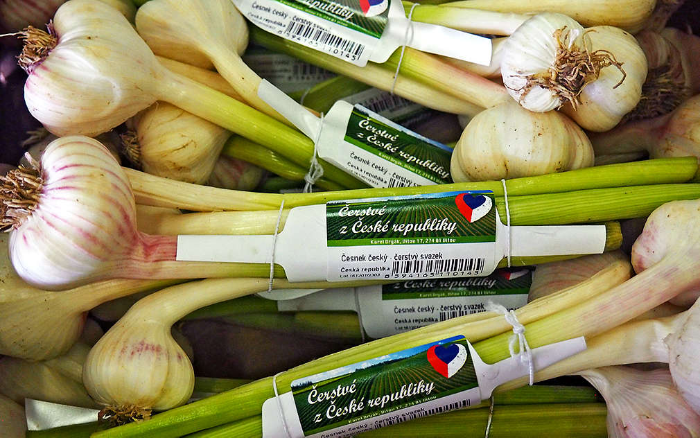 Česnek připravený na cestu do Kauflandu
