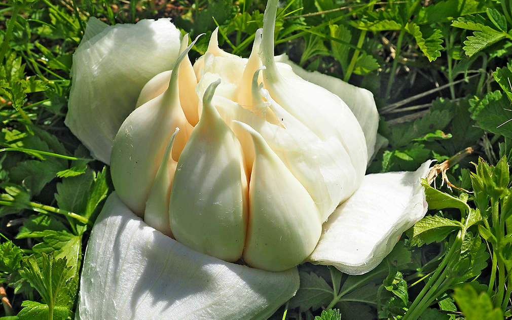 Kvalita česneku je jasná na první pohled