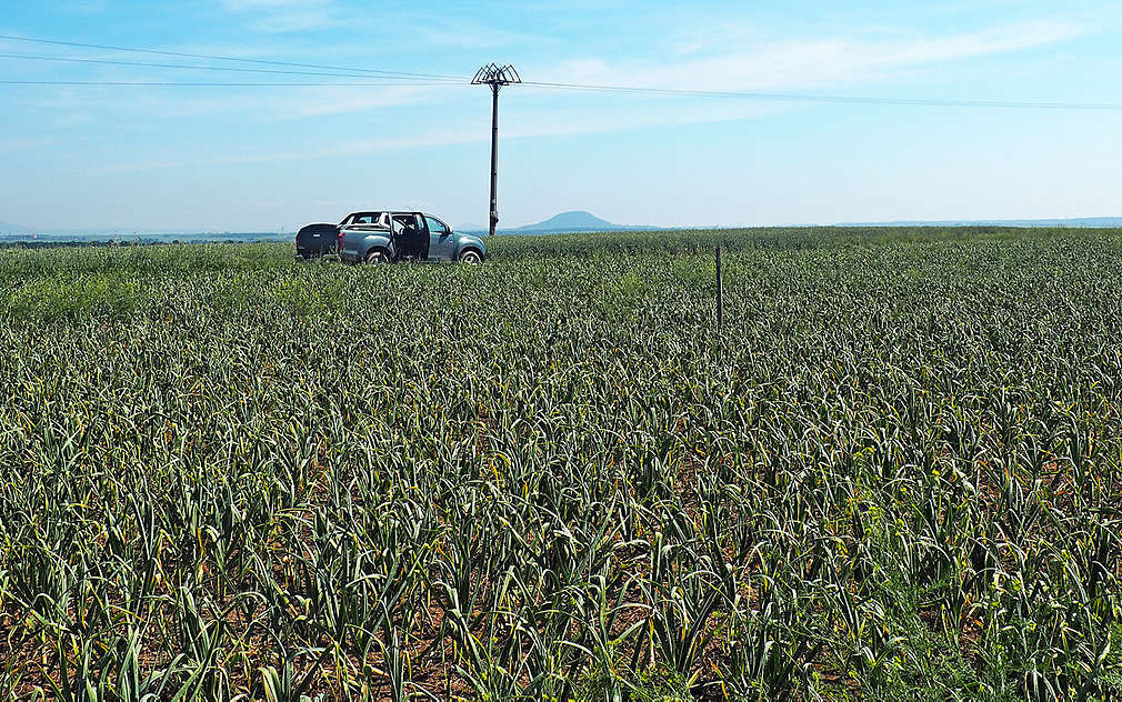 Česnekové pole ve Vítkově u Slaného