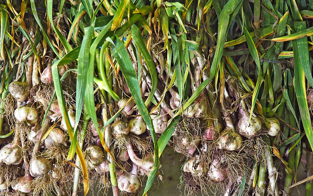 Bohatá sklizeň česneku Farmy Dryák