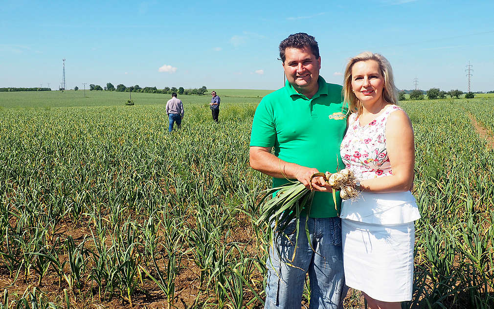 Pan Dryák pěstuje česnek od roku 1991