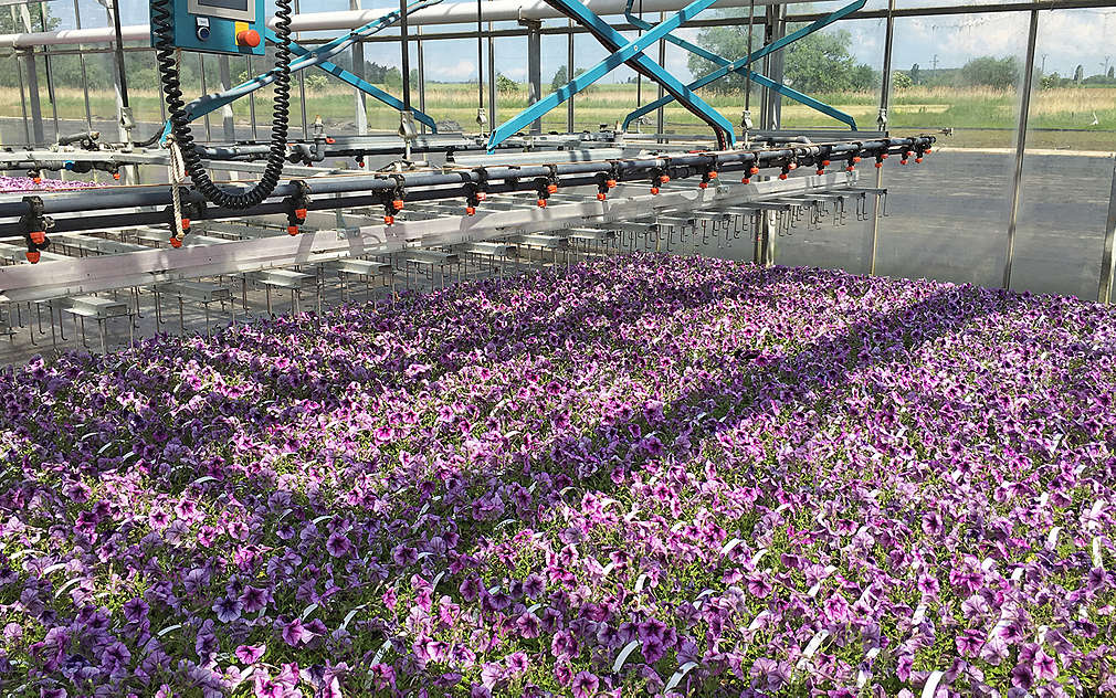 Ve skleníkách pana Valtra najdete mnoho druhů květin.