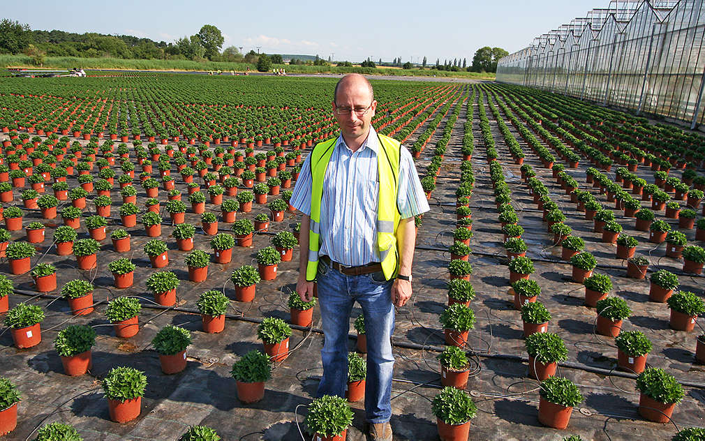 Hrnkové květiny jsou u nás velmi oblíbené, hlavně na Vánoce