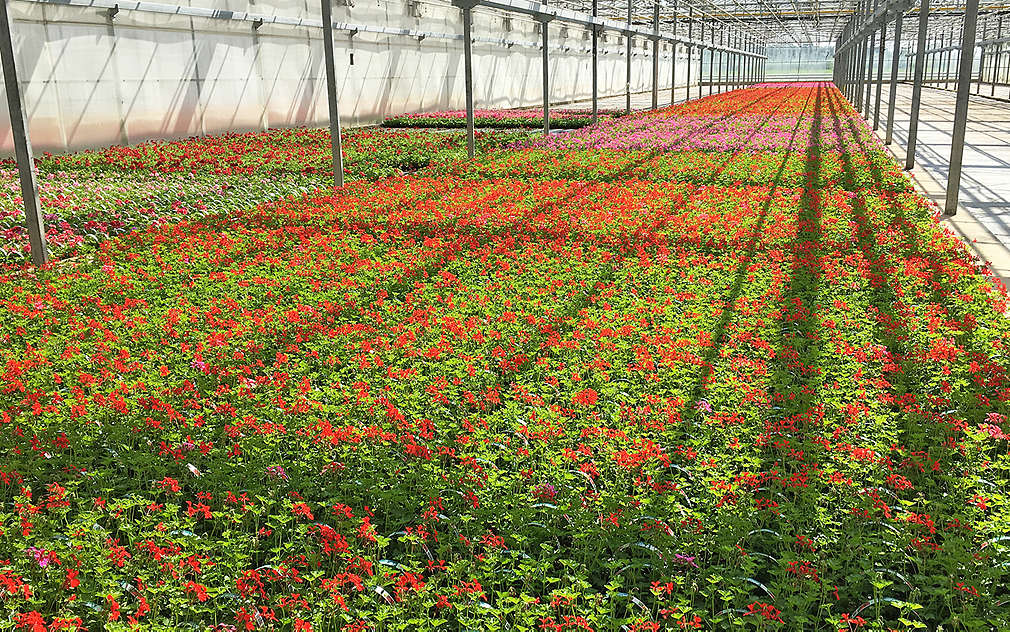 Skleníky s pelargoniemi, slunečnicemi a dalšími květinami z Polabí