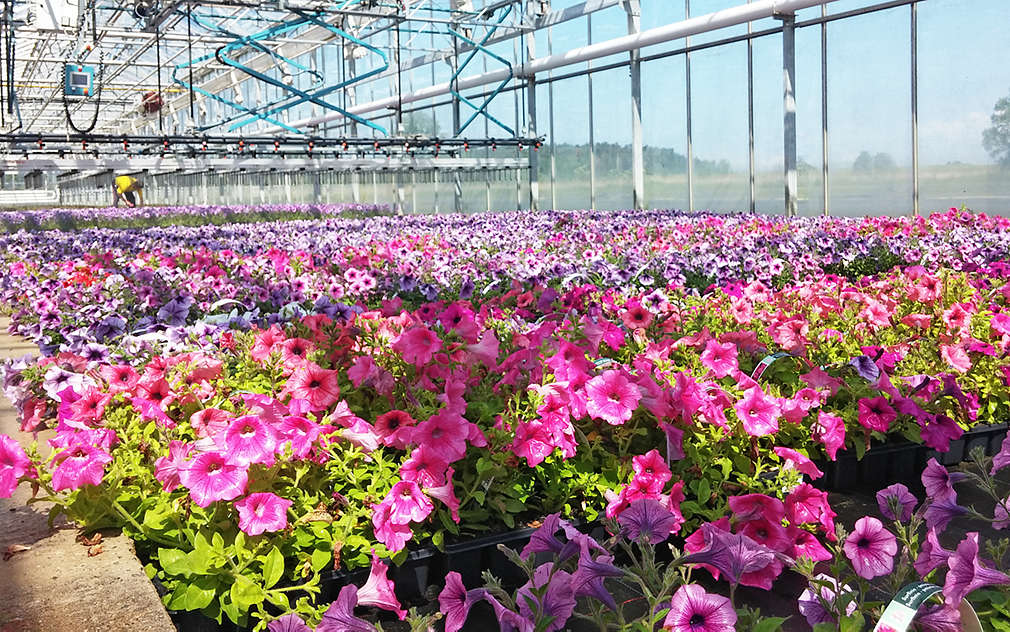  G's Group Holding nabízí obrovský výběr květin