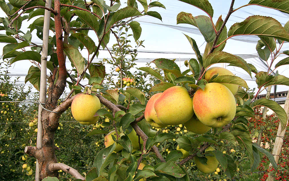 Jablíčka z Českého ráje oceněná pečetí kvality