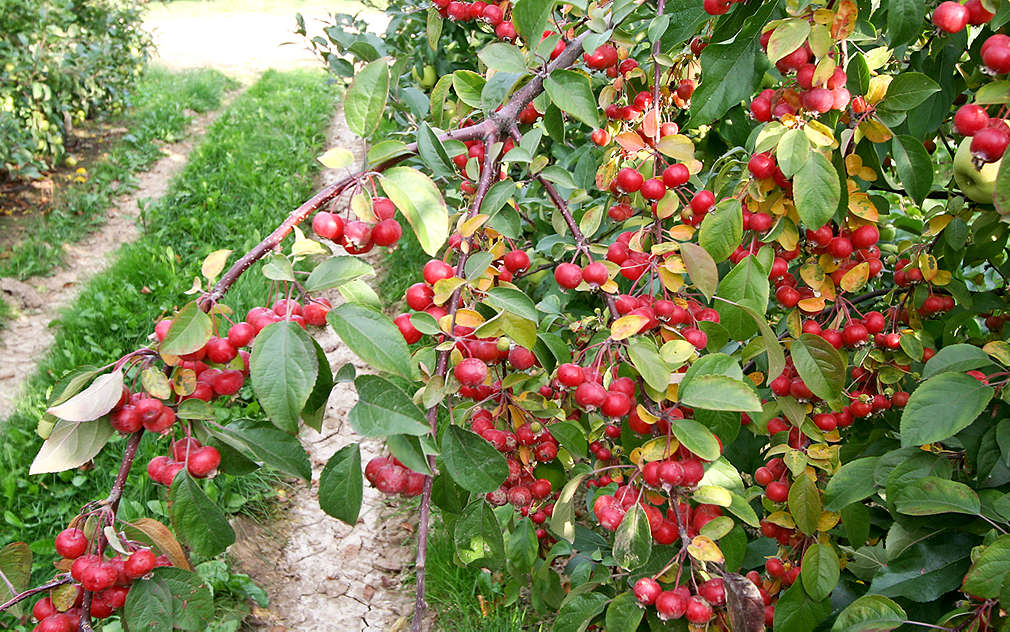 Oblíbená jablka Red Prince