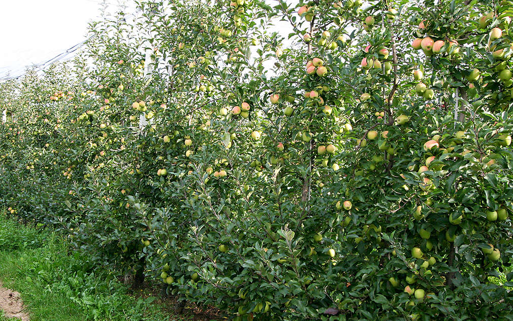 Jablečné sady v Českém ráji