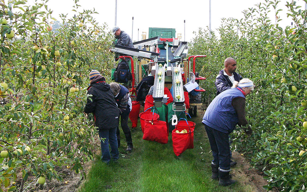 S poloautomatickými stroji jde sklízení od ruky