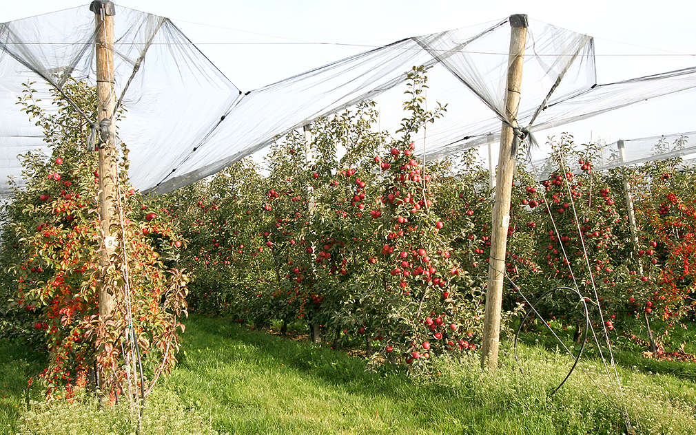 Jablíčka chrání natažené sítě