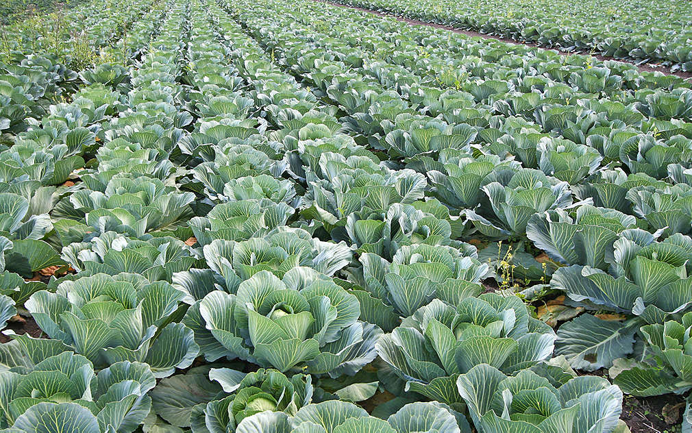 Podívali jsme se na pole, kde zelí roste