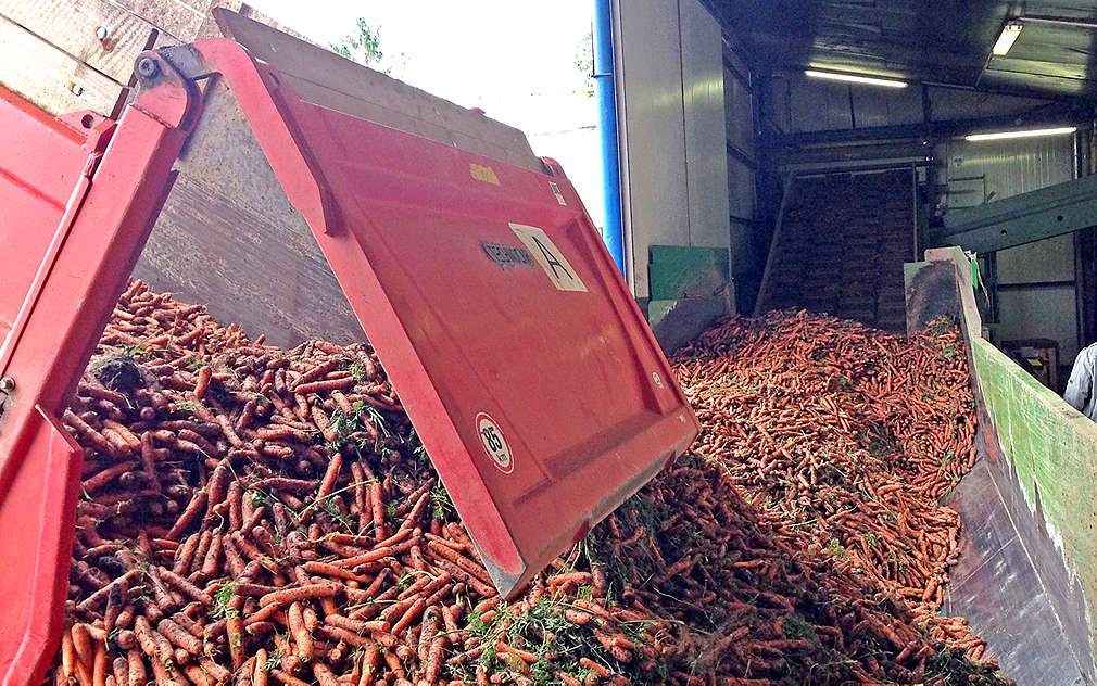 Sklizená mrkev putuje ze skladu rovnou do Kauflandu