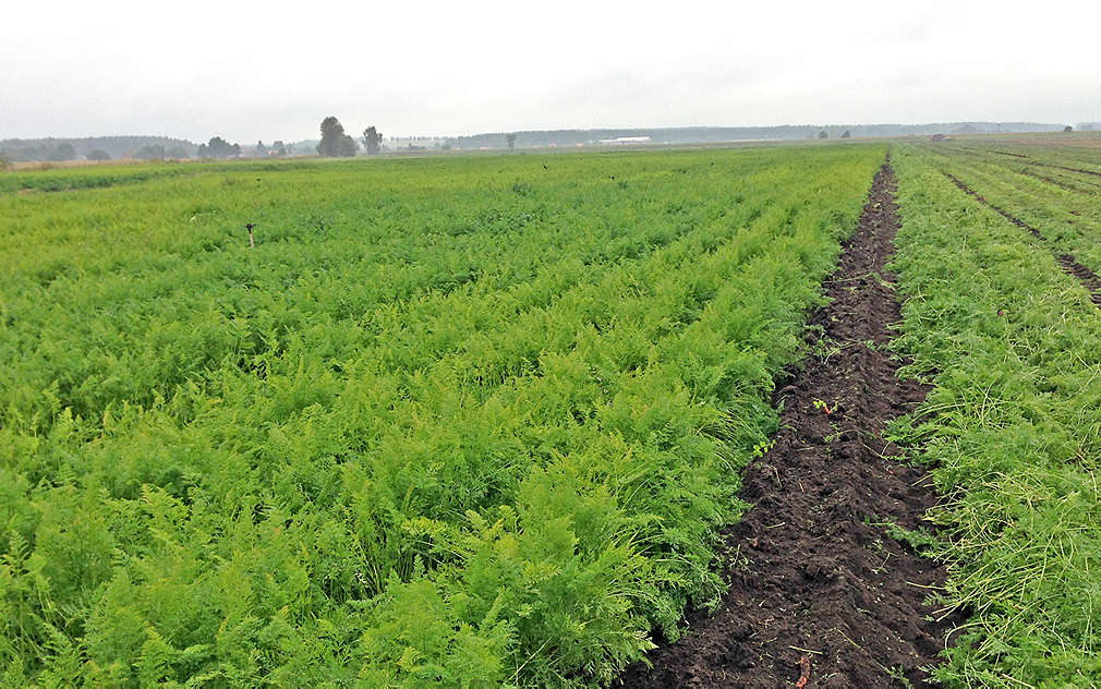 Rozlehlá pole s karotkou firmy VH Agroprodukt
