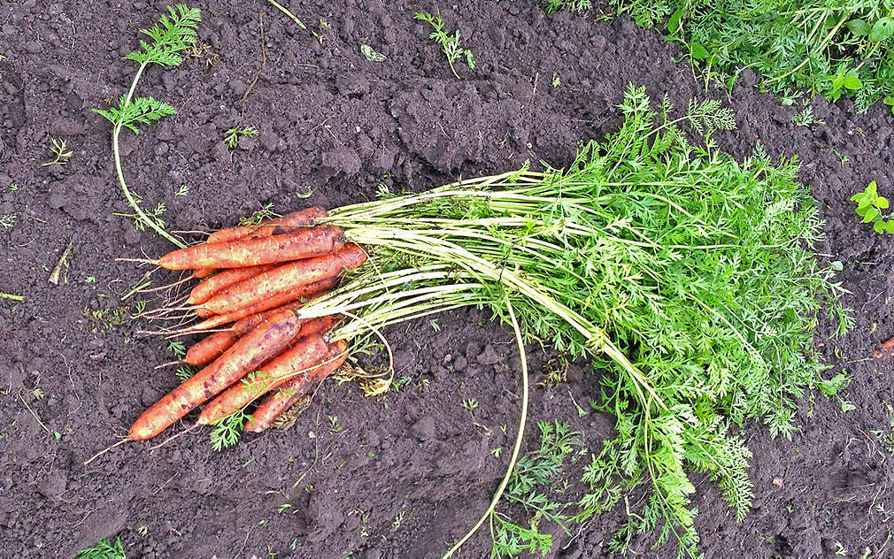 Čerstvá a sladká mrkvička přímo z pole