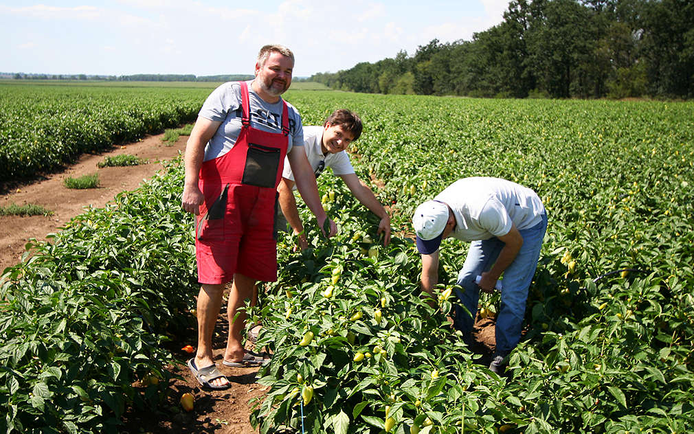 Kvalitu paprik jsme osobně ověřili