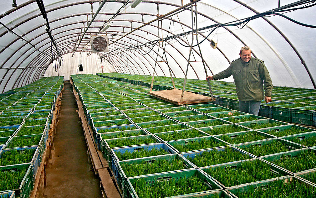 Skleníky plné pažitky pro Kaufland