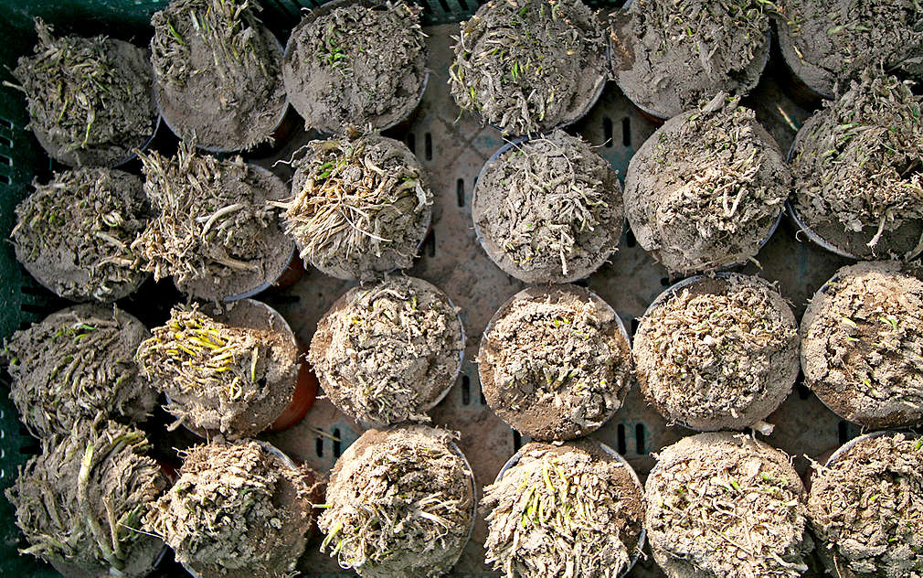 Pěstování pažitky má zajímavé fáze