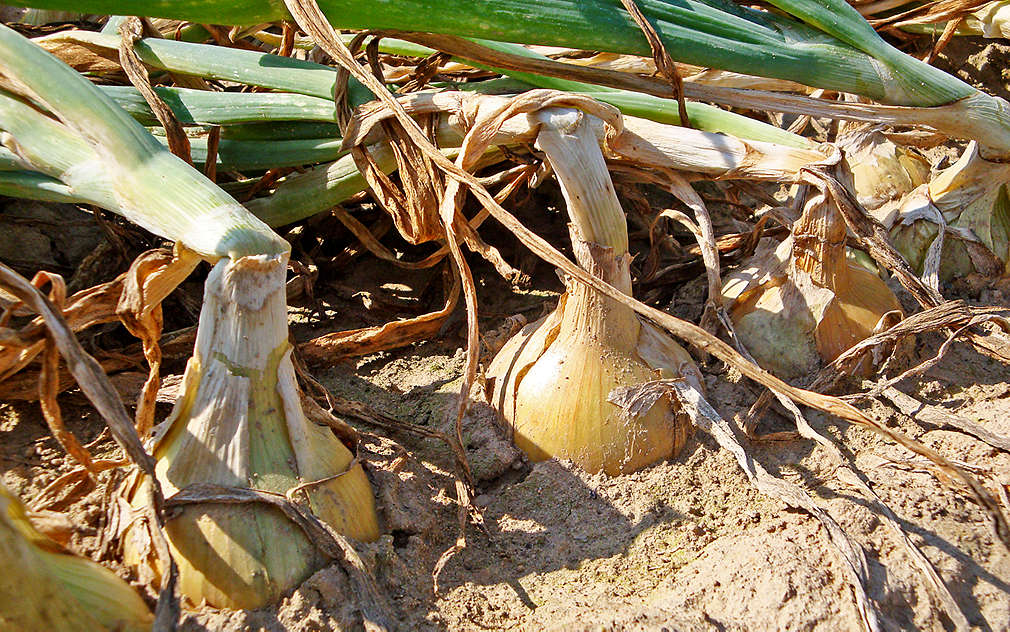 Velká zdravá cibule připravená na sklizeň
