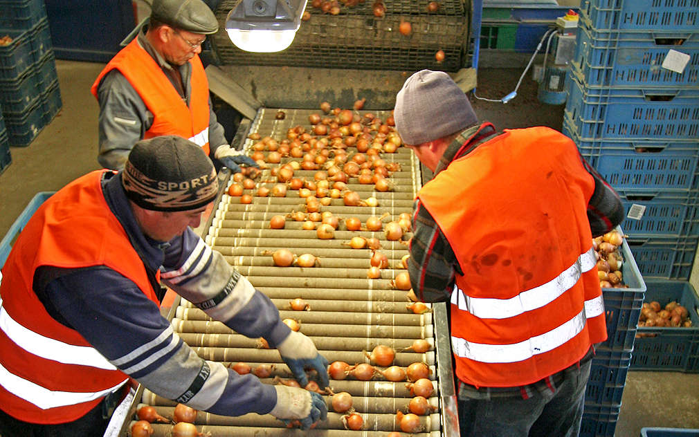 Zkontrolovaná je každá cibule