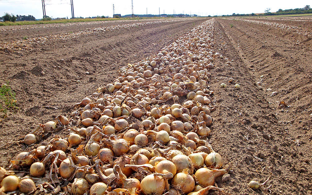 Pole s cibulí firmy Pěstitel Stratov