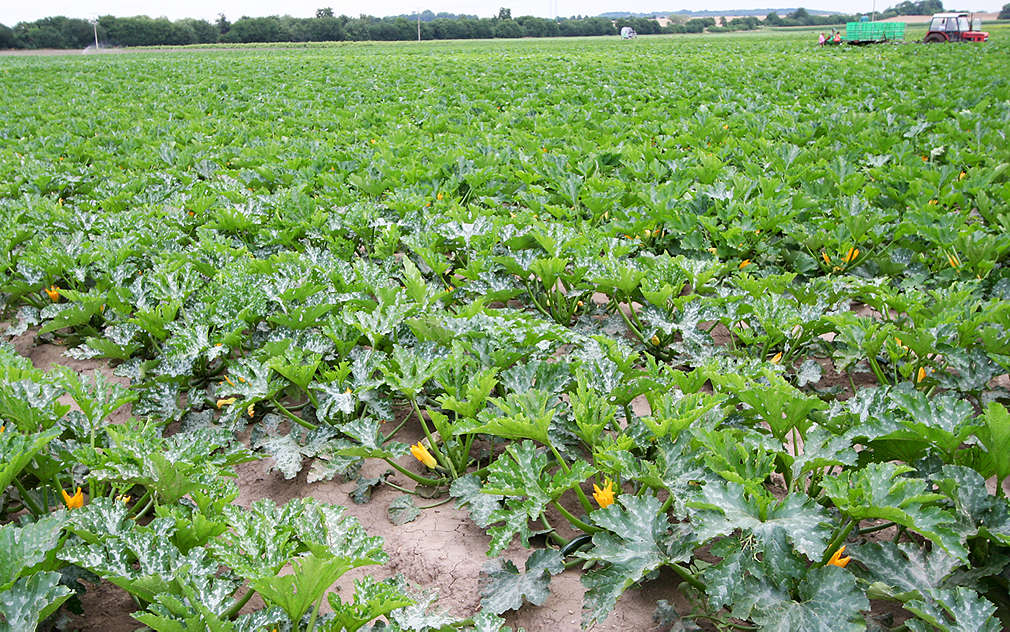 Cuketová pole v Polabí