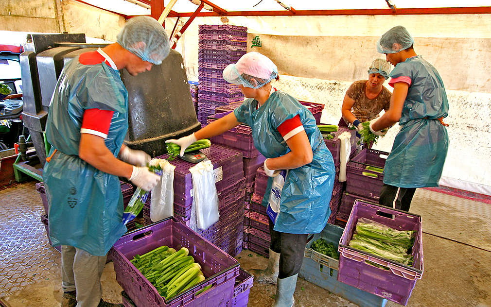 Očištěný a zabalený celer připravený na cestu do Kauflandu