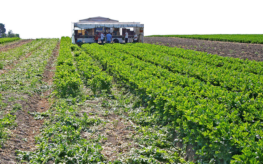 Vše má svůj řád, to platí i při sklizni