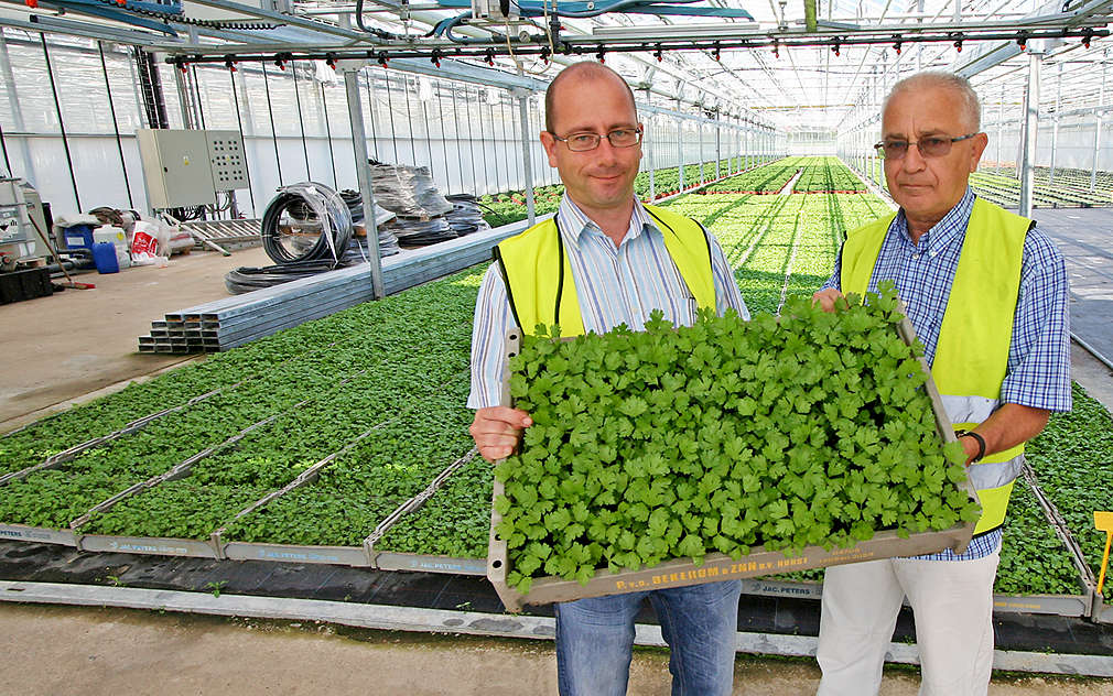 Každé pěstování začíná od sazeniček