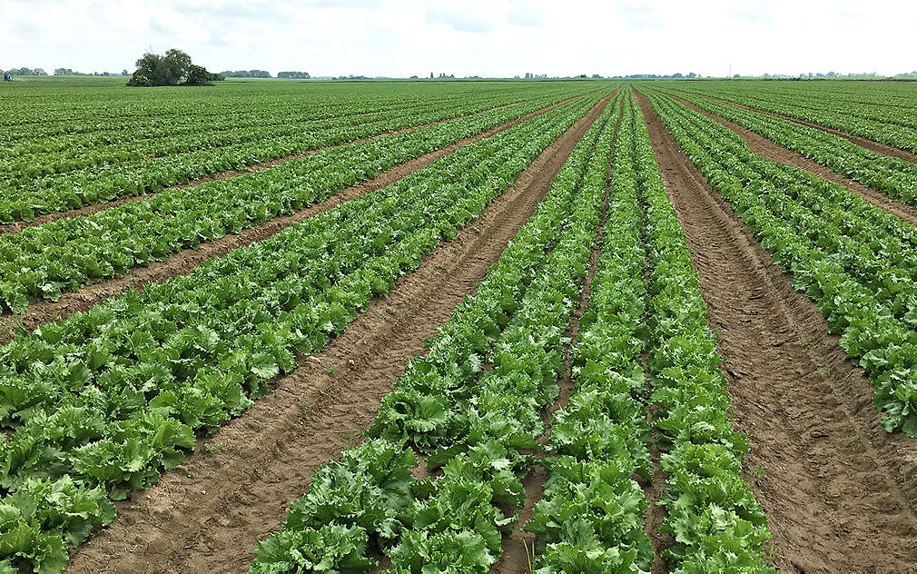 Na polích najdete polníček, ledový, římský nebo dubový salát