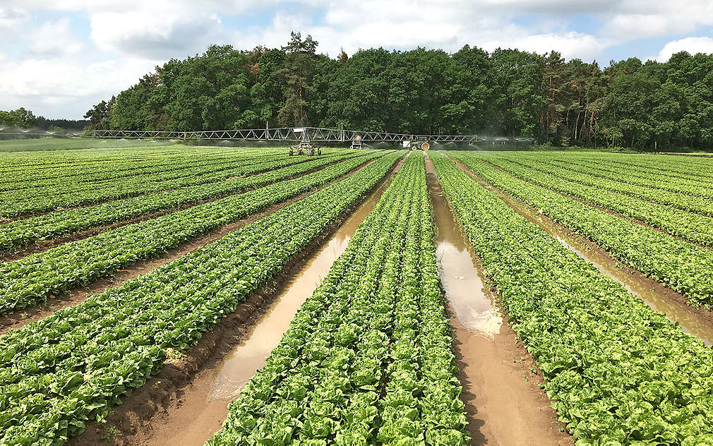 Pole se salátem firmy G's Group Holdings