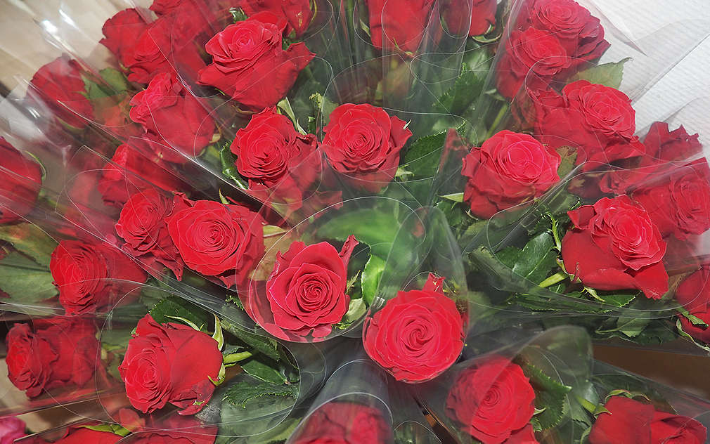 Rudé růže z Afriky