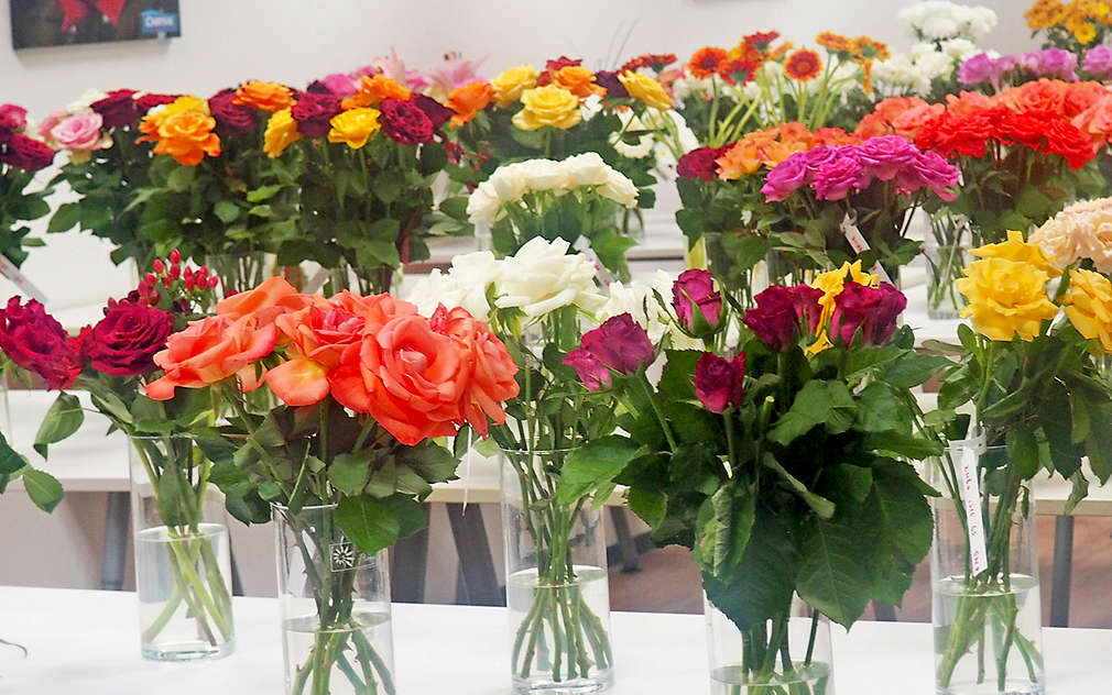 Řezané růže v různých barvách