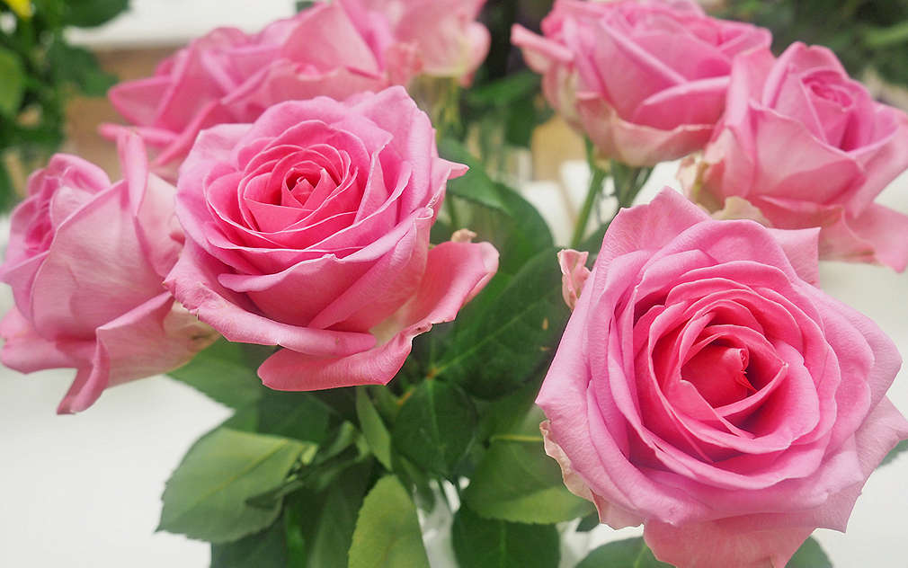 Krásné růže potěší každou ženu