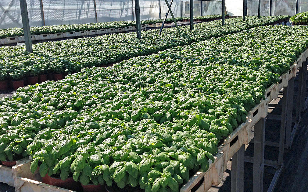 Aromatická bazalka pěstovaná ve skleníkách