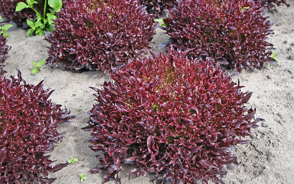 Červený salát skvěle vypadá a parádně chutná