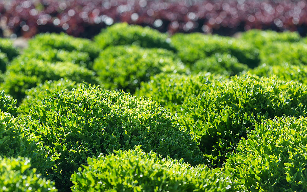 Čerstvý a křupavý salátek