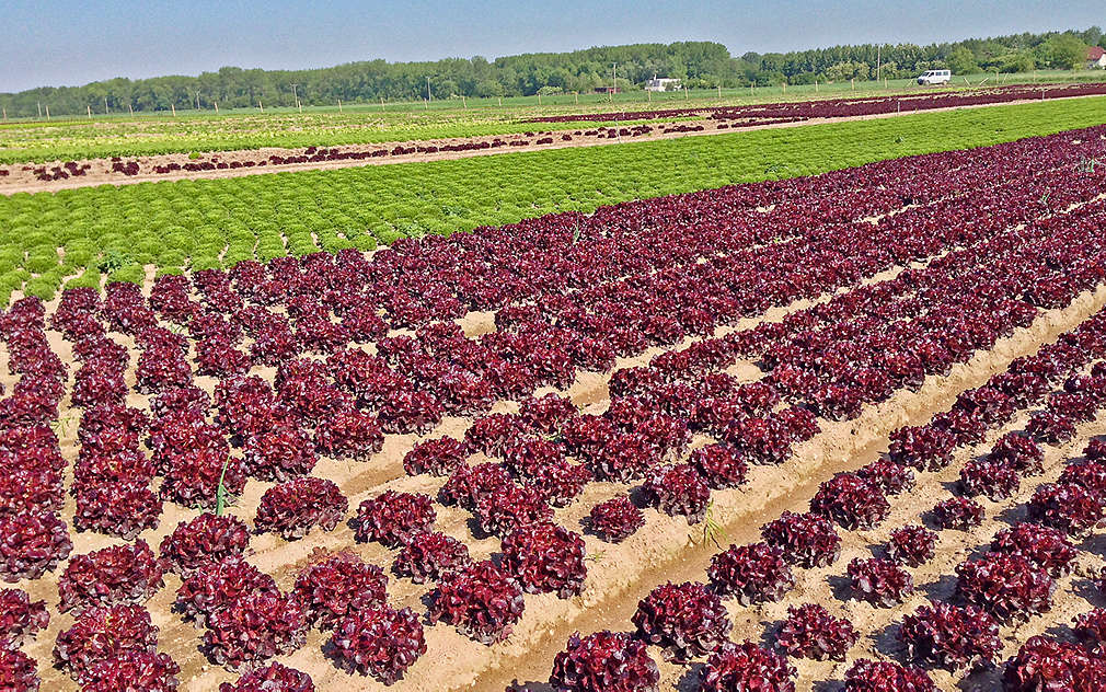 Na polích pana Špitálského najdete mnoho druhů salátů