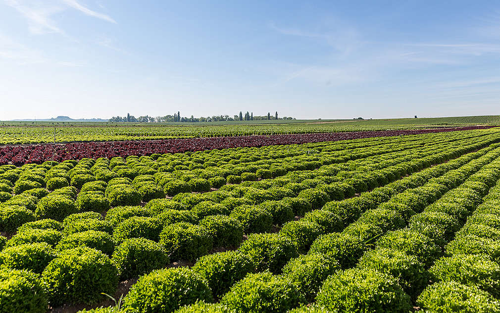 Salátová pole v Polabí