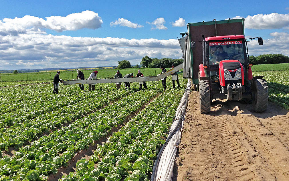Sbírání salátu má svá pravidla