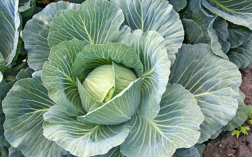 Špičaté zelí je čím dál víc oblíbené