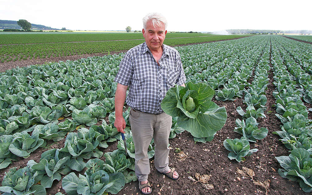 Pan Moc pěstuje taky špičaté zelí